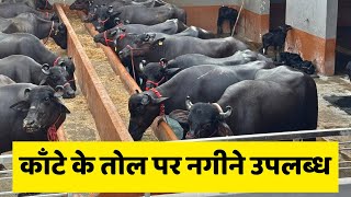 कांटे के तोल पर सारी की सारी भैंसें 15 से 20 KG दूध वाली बिक्री के लिए उपलब्ध - Sahyog Dairy Farm