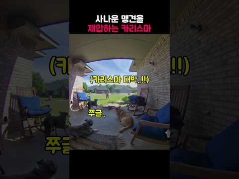 맹견을 제압하는 카리스마