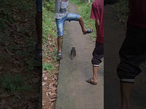 Siboni mau jail #betinurgustiani #siboni #animals #americanfunnyvideos