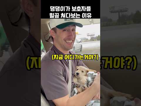"우리 엄마 어딨어?.." 댕댕이가 보호자를 힐끔 쳐다보는 이유