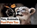 Ethics and Pain Perception in Nonhuman Animals