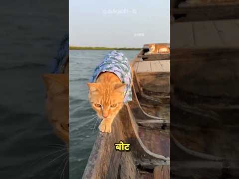 Pets Enjoying A Boat Ride ๐