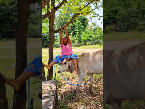 ยายเลี้ยววัวมาใหม่อย่างฮา🐂🤣🤣Learning to raise new cows #haha #คลิปฮาๆ #คลิปตลก #คลิปขำขำ #funny