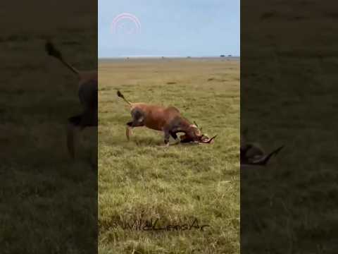 ظبية أم تضرب صغيرها💔! لماذا؟!»