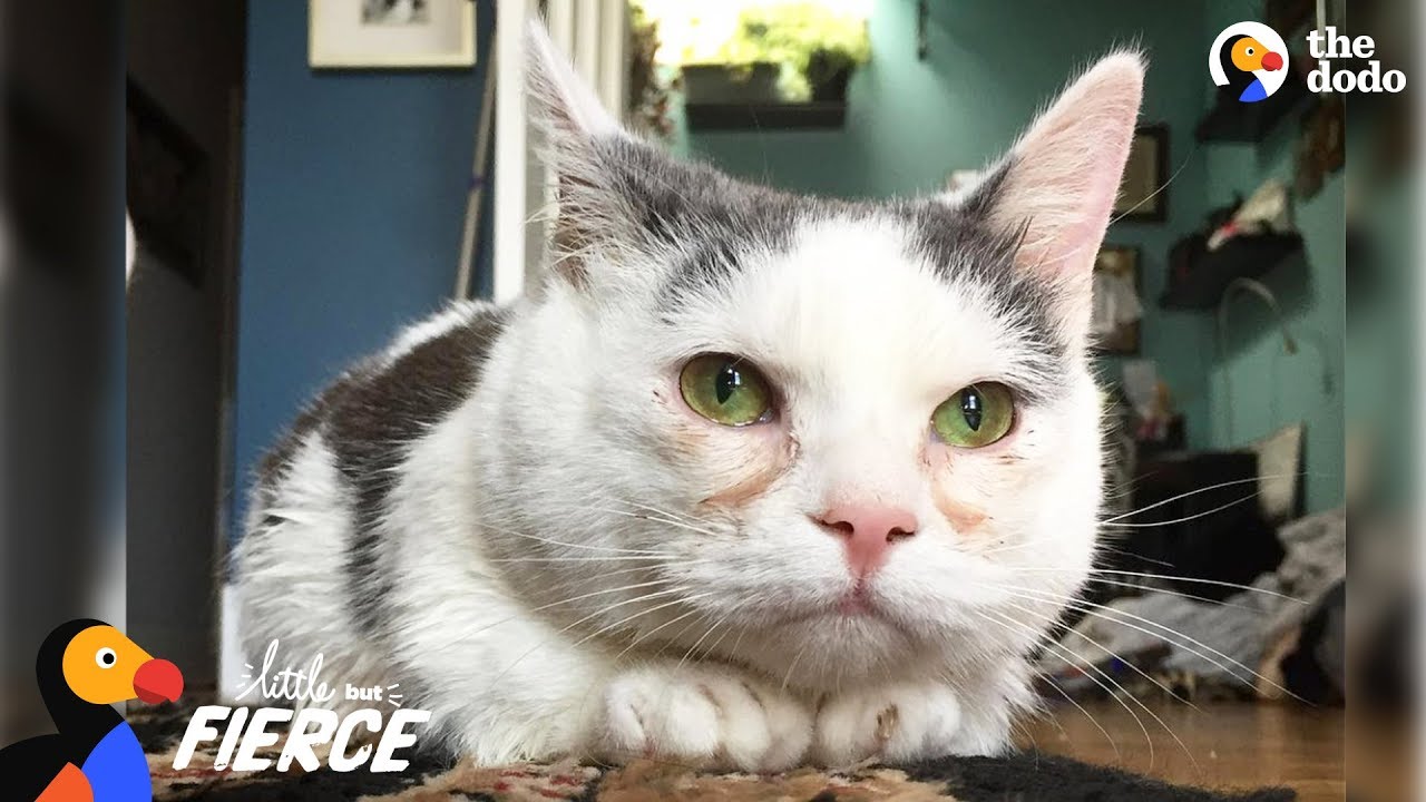 Cat with Short Legs Looks Like a Tiny Potato - GISELLE Little But Fierce