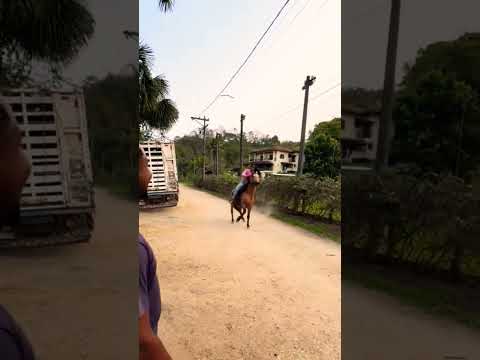 #domadordeferas #cavalos #cavalomarchador #cavalosselados #horse #vaquejada #domador #fazenda