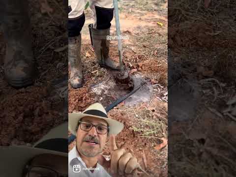 Cavadeira para mudas