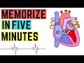 Heart Anatomy and Function Assessment