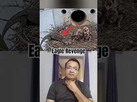 How Mother Eagle Took Fierce Revenge #animals #animallife #wildanimals #youtubeshorts