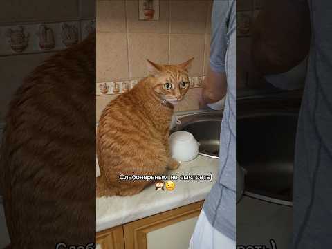 ❤️Кот Артём❤️
