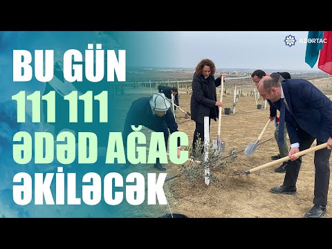 Bu ağaclar "Gələcəyə nəfəs!"dir