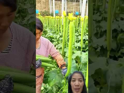 Mướp treo ngược thẳng đều #satisfying #farming #vegetables