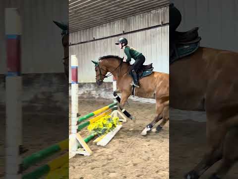 Squeaky Saturday 😂 . I mean who doesn’t love the 🐬Buddy. Have a great weekend. #horse #equestrian