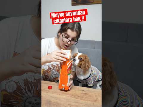 Meyve suyunun içinden çıkanlar şaşırttı !🧃😳🐶#köpek