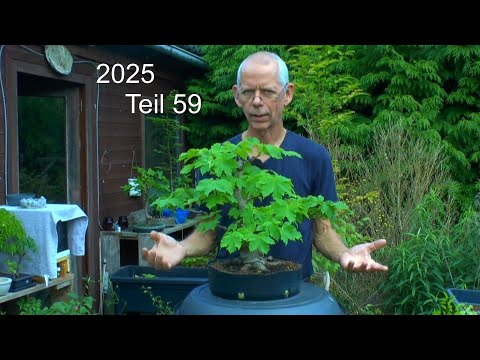 Bonsai und Topfpflanzen im Sommer versorgen. Die Pflege der Bäume im Topf und Schale