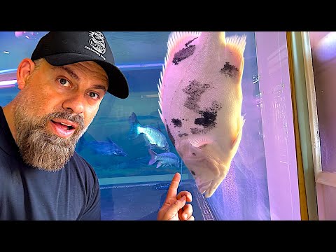 “Inside ASIA'S Most INSANE MONSTER FISH Collection!”