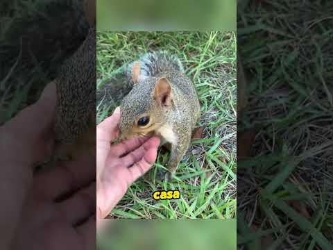 A squirrel that can make a heart gesture!#animals #squirrel #pets #lovely