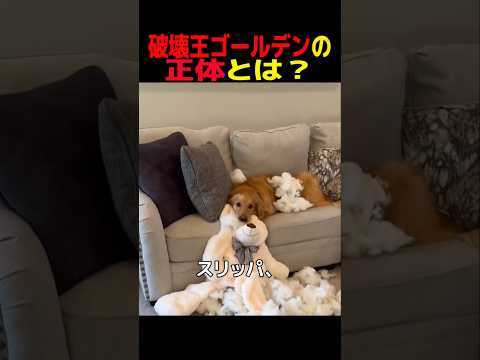破壊王ゴールデンの正体とは? #ゴールデンレトリバー #笑える #癒し #大型犬のいる生活 #大型犬のいる暮らし #犬好きさんと繋がりたい #元気になる動画