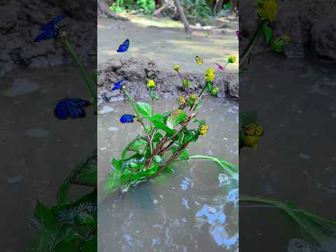 Awesome butterfly video ideas with unknown flowers #viralvideo #flower #shorts #videography