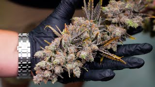 How This Grow Made $14 Million in 12 Months!!!