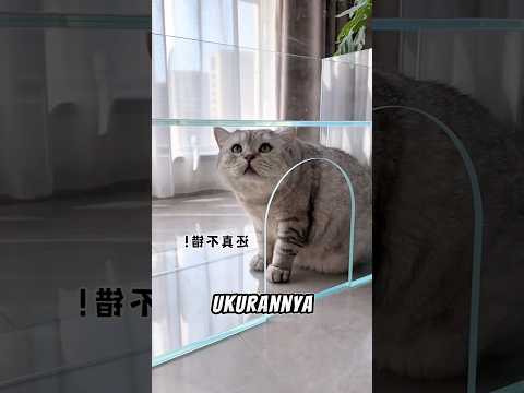 Aquarium Oreo kekecilan, jadi nyangkut deh 😿 #kucinglucu