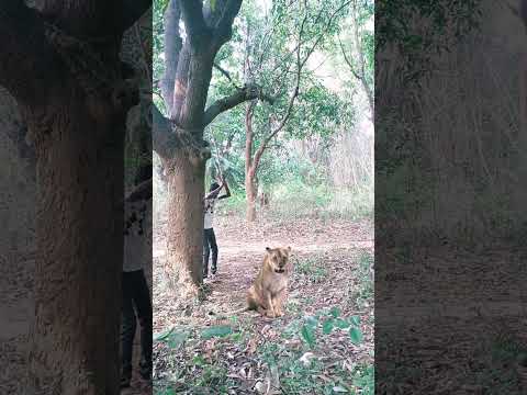 Lion attack ??#shorts #youtubeshorts #trending #viral #viralvideos #youtube #viralvideos