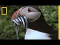 Iceland's Westman Islands and the Atlantic Puffins
