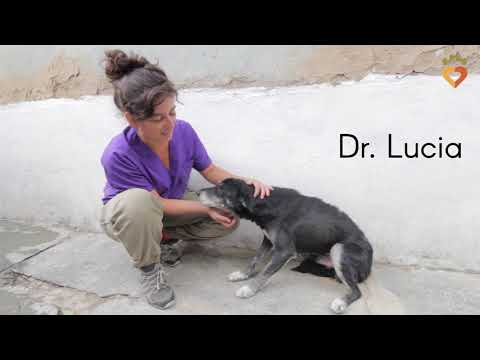 Dharamsala Animal Rescue