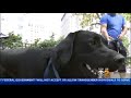 Understanding Dog Behavior and Communication