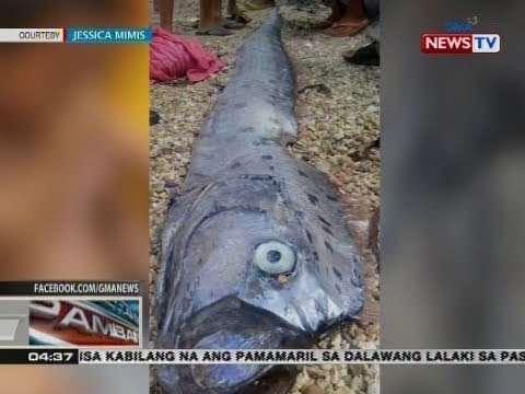 Mahabang oarfish, natagpuan sa baybayin | Videos | GMA News Online