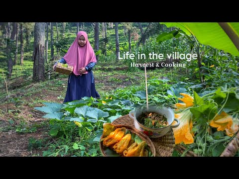 Petik bunga & pucuk labu kuning 🌿🌼 | masak sederhana dan nikmat | Hidup di Desa