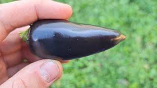 eating a jalapeño
