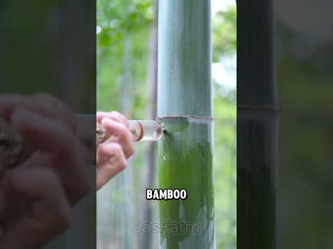 Bamboo Wine: A Hidden Chinese Secret #shorts #jasfarm #bamboowine