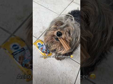 Júlio Natalino chegou como um presente de Natal 💖 #yorkshire #yorkshireterrier #adocao