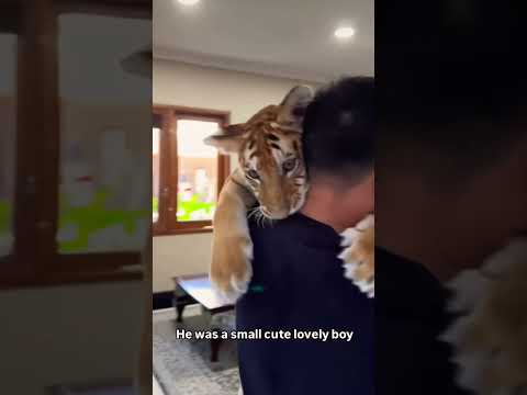 He is always A Baby for him #tiger tiger #cubs #youtubeshorts #trending ​⁠