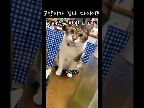 고양이가 집사 다요트 시켜주는 방법