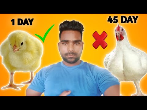 बॉयलर चिकन कैसे तैयार  किया जाता है क्या आपको पता है ?