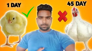 बॉयलर चिकन कैसे तैयार  किया जाता है क्या आपको पता है ?