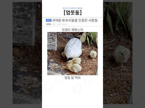 귀여운 반려 메추리들을 인증한 사람들