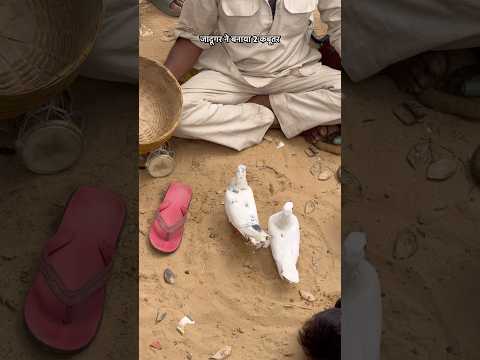 जादूगर ने बनाया 2 कबूतर 🕊️👌 amazing jadu #magic #jadu #shorts