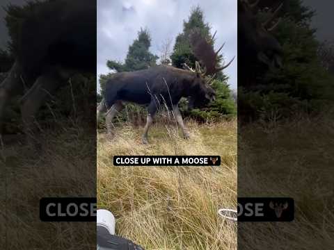 Crazy how big Moose are ๐คฏ #moose #canada #outdoors #nature #wildlife