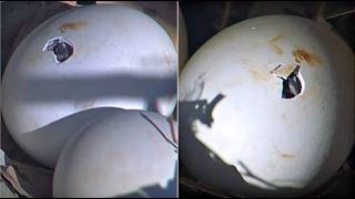 White Bellied Sea-EagleCam ~ WE HAVE A PIP 🎉 SE37 HATCH IN PROGRESS! EGG TOOTH SEEN! 2026 Aug 12