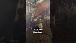 #cow #angus #çiftlikhayatı #baki #doğum #animals #inek #automobile #fypシ゚viral