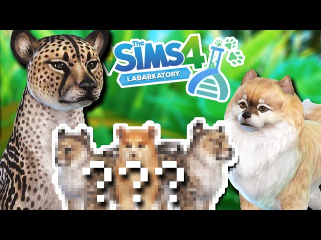 Birth of KING CHEETAH x Pomeranian Cross-Breeds?! ???