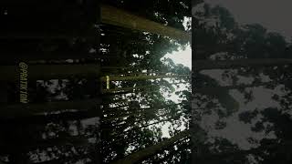 ￼LAMAHATTA CINEMATIC EDIT 🌳