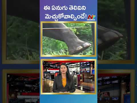 ఈ ఏనుగు తెలివికి మెచ్చుకోవాల్సిందే! | Ntv Global