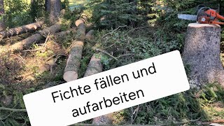 Fichte fällen und aufarbeiten 