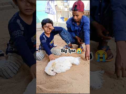 Alvida Big Hen🥺 #aseel #chicken #death
