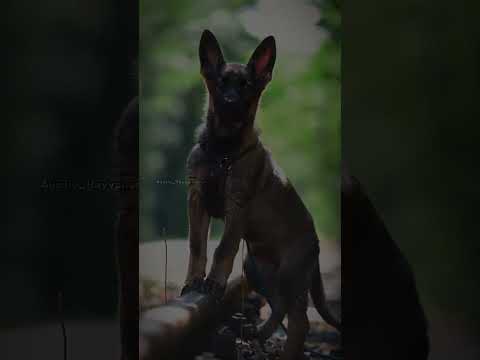 Animal Transformation? #short #tiktok #animals