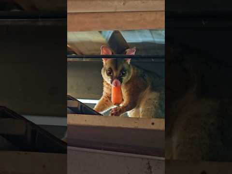 Brushtail Possum in the Workshop